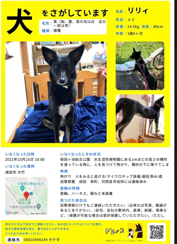 春雷 S Tweet 千葉県成田市印西市迷子犬 迷子犬 迷い犬 迷子 迷子犬情報 迷い犬情報 千葉県 千葉 成田市 成田 大竹 印西市 印西 栄町 坂田ヶ池総合公園 雑種 雑種犬 黒い犬 黒犬 メス 中型犬 犬 いぬ イヌ わんこ ワンコ ワンちゃん わん 春雷 S Tweet 千葉県成田市印西市迷子犬 迷子犬 迷い犬 迷子 迷子犬情報 迷い犬情報 千葉県 千葉 成田市 成田 大竹 印西市 印西 栄町 坂田ヶ池総合公園 雑種 雑種犬 黒い犬 黒犬 メス 中型犬 犬 いぬ イヌ わんこ ワンコ ワンちゃん わん