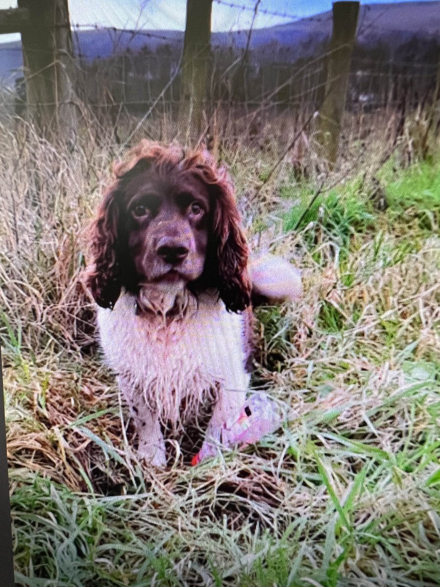 We need your help! This rascal has got himself lost after chasing his ball around 10:30 this morning. It is believed he may be in the Boucher Road area. If you have seen him please contact 101 - serial 504. Thank you!