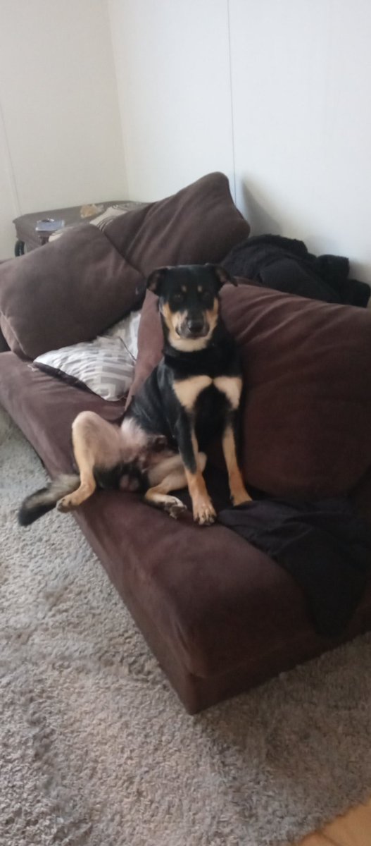 Rebel sitting like he thinks he's human