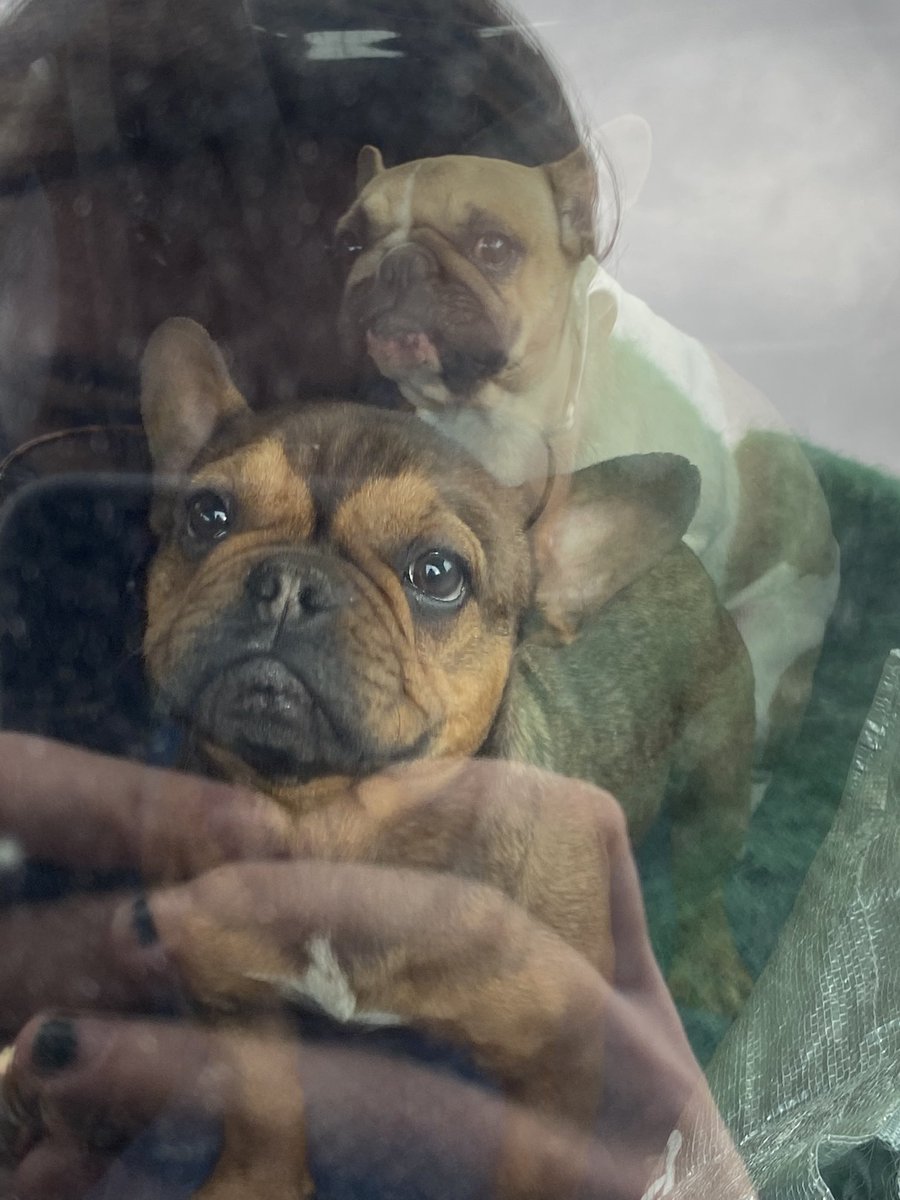 Loezerr's tweet photo. Net twee hondjes gevonden op een kei drukke straat in West-Vlaanderen 🐶 https://t.co/1Ee9DeIsj7
