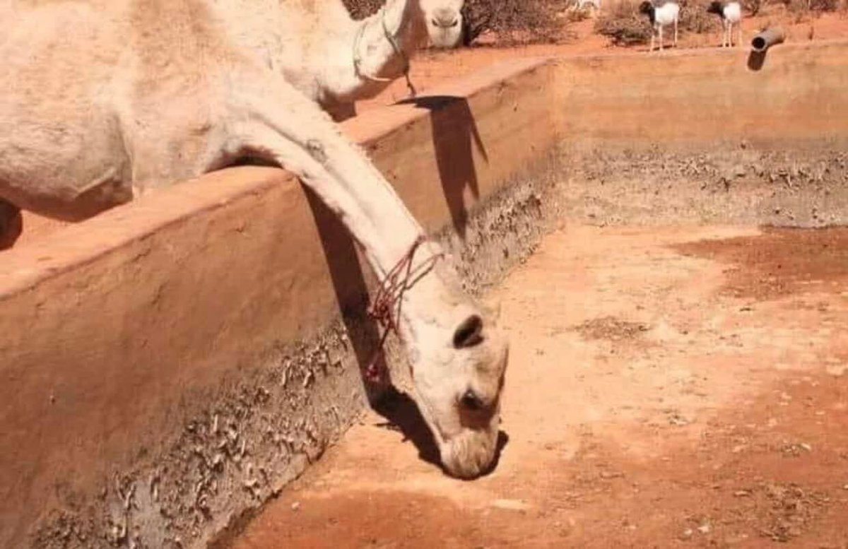 action4environ's tweet photo. The catastrophic drought in Somalia is affecting both human & animal lives. It is not only a natural disaster, but also the result of what we have done to our environment.
#ActionForEnvironment
#FightDeforestation
#ClimateAction
#A4E https://t.co/GEnPA2j1RR