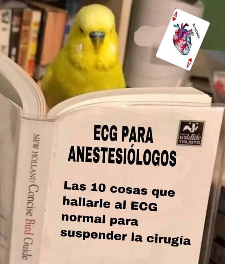 Toni Trauma tweet media