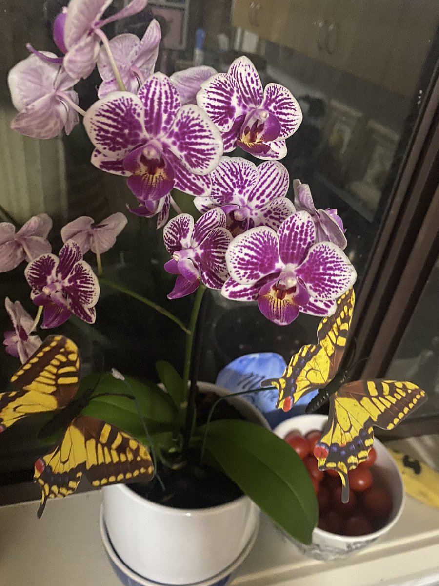 sandytrustteach's tweet image. Love my #birthday gifts! I am not usually a green thumb! #tumerictea