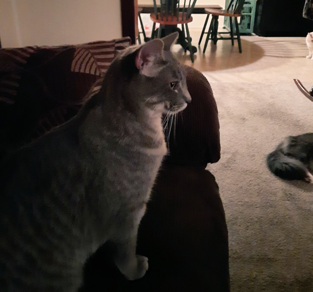 PawpowerK's tweet photo. #CatsOfTwitter 
#CatsOnTwitter 
#Cats
Twitter, TikTok and Cody lounging around. https://t.co/HxzLVYPLoj