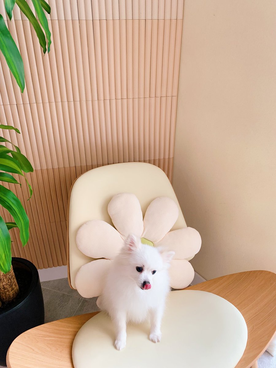 usuchaki's tweet photo. was told by the vet my dog only has around 1 year left 🥺 I just want her to see me finally grad med school https://t.co/OaHivkY7yI