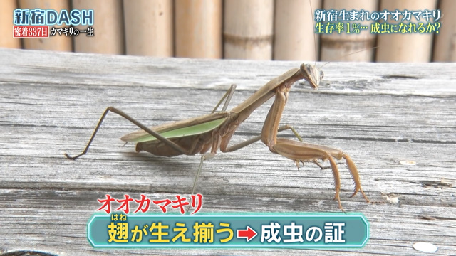 新宿dashで出会いから337日目 生存率たった1 を生き残ったカマキリと死に誘う寄生虫ハリガネムシのホラーすぎる生態 鉄腕dash 2ページ目 Togetter