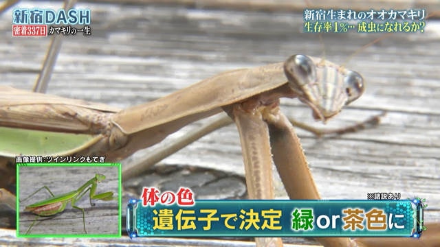 新宿dashで出会いから337日目 生存率たった1 を生き残ったカマキリと死に誘う寄生虫ハリガネムシのホラーすぎる生態 鉄腕dash 2ページ目 Togetter 新宿dashで出会いから337日目 生存率たった1 を生き残ったカマキリと死に誘う寄生虫ハリガネムシのホラーすぎる生態 鉄腕dash 2ページ目 Togetter
