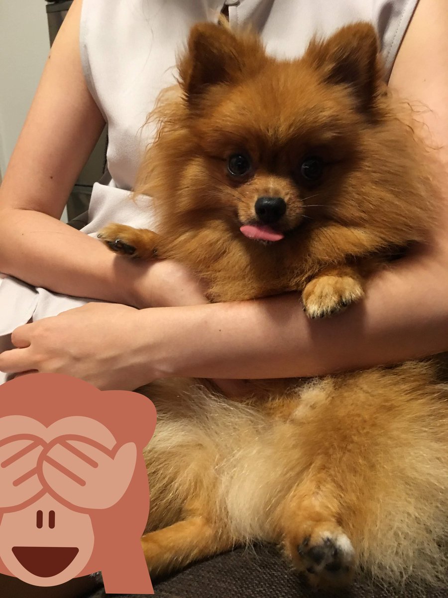 kansukepome's tweet photo. 抱っこ戦争の末、勝ち誇る犬
#だっこ　#犬　#座ってる　#勝った　#うらやましい　#ポメラニアン　#思わず舌が出てしまった　#ぺろり　#か���いい　#いじわる https://t.co/zqbViEB0YU