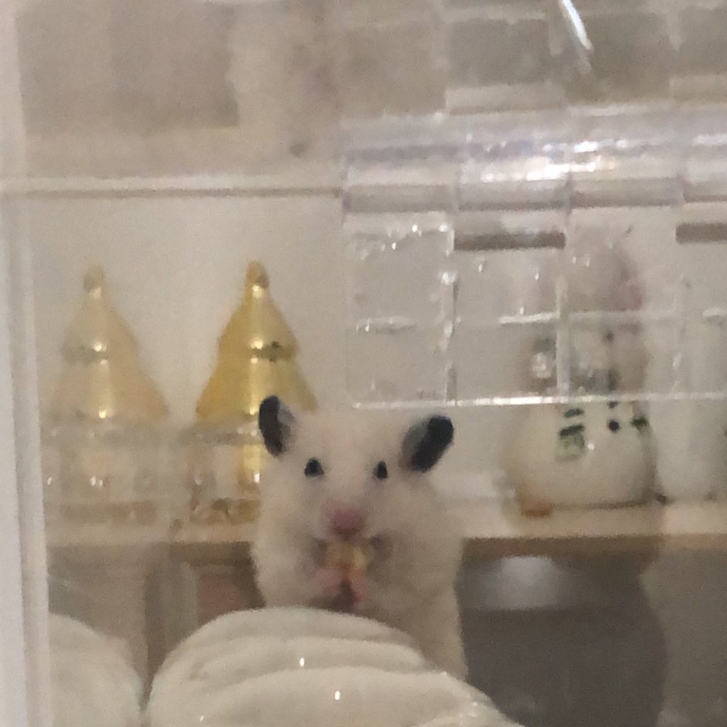 마카다미아 도시락 싸고 계시는 뵤영감님