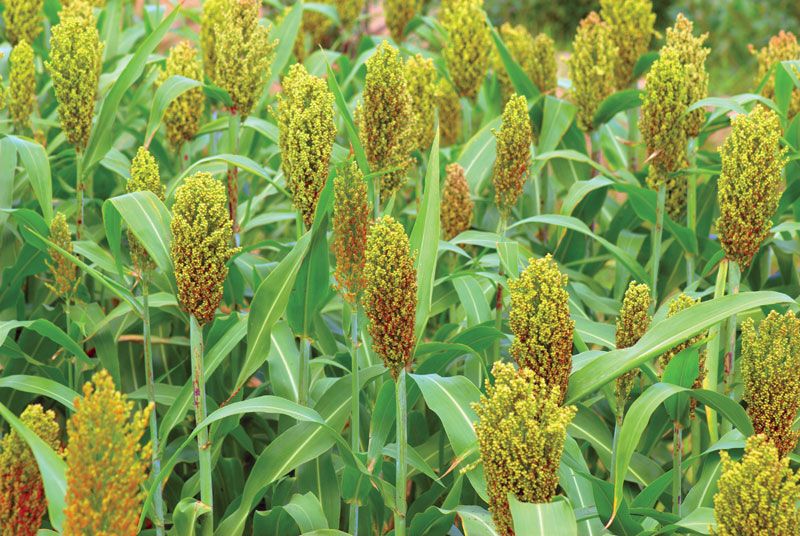 RukundoChrist14's tweet photo. Are you still doubting on joining the agriculture? Please tell your friend to tell a friend to join because there are so much good there. Let's all put our effort together and contribute to the development agriculture sector. https://t.co/3wLuejc4Xw