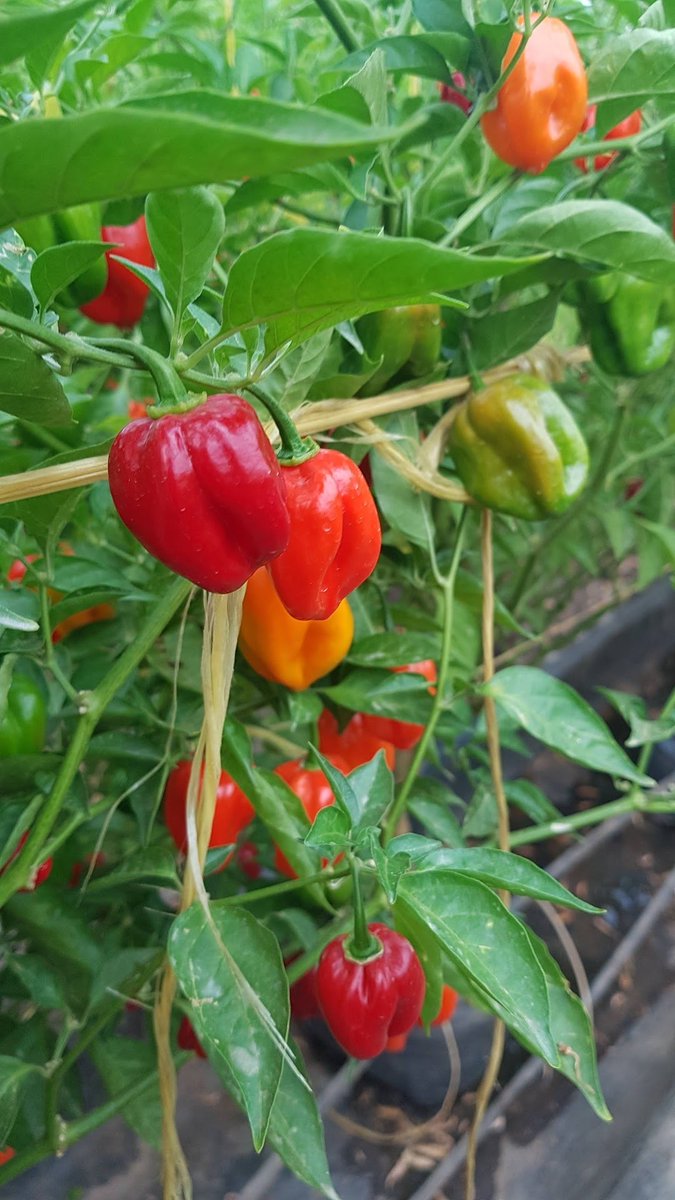 RukundoChrist14's tweet photo. Are you still doubting on joining the agriculture? Please tell your friend to tell a friend to join because there are so much good there. Let's all put our effort together and contribute to the development agriculture sector. https://t.co/3wLuejc4Xw