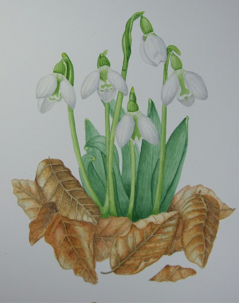Galanthus season again welcome sight this time of year
