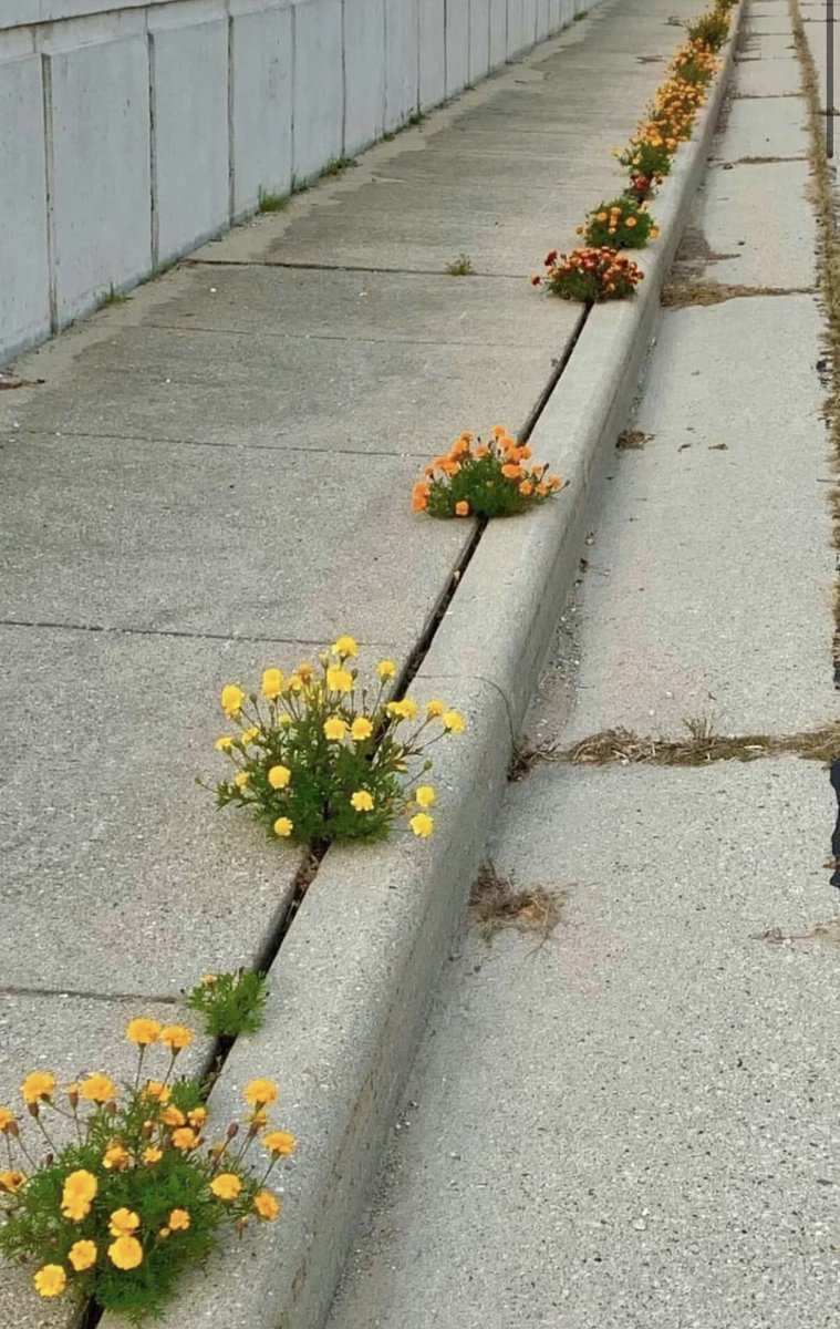 Children dropped seeds in the cracks of this pavement so see what would happen. 🌱🌼

Photo found on Facebook. 

#urbangreening