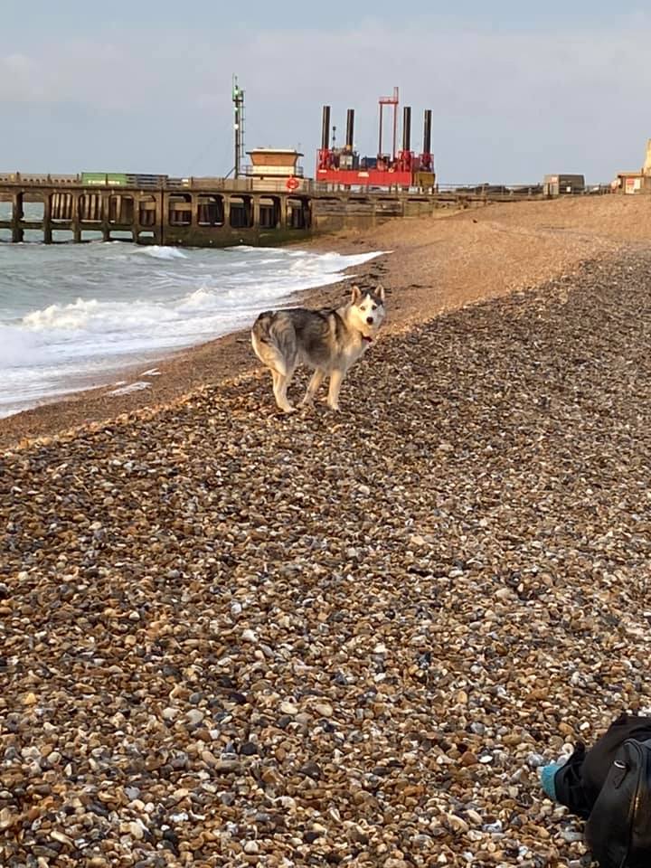 Ravilious's tweet photo. Love these from this morning too (courtesy of @Torncalf ) @ianbythesea #Seaford #Newhave #Seawimming #Dogsoftwitter https://t.co/46uKlV6kxt