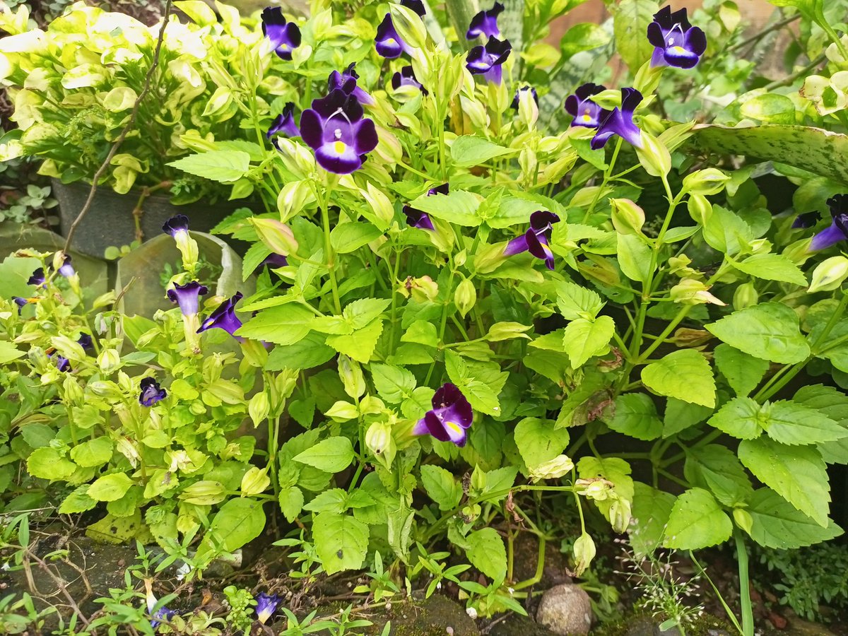 Roy87094963's tweet photo. A very rare plant in the world
https://t.co/nIK2VX5M4h https://t.co/zZAbfudINg