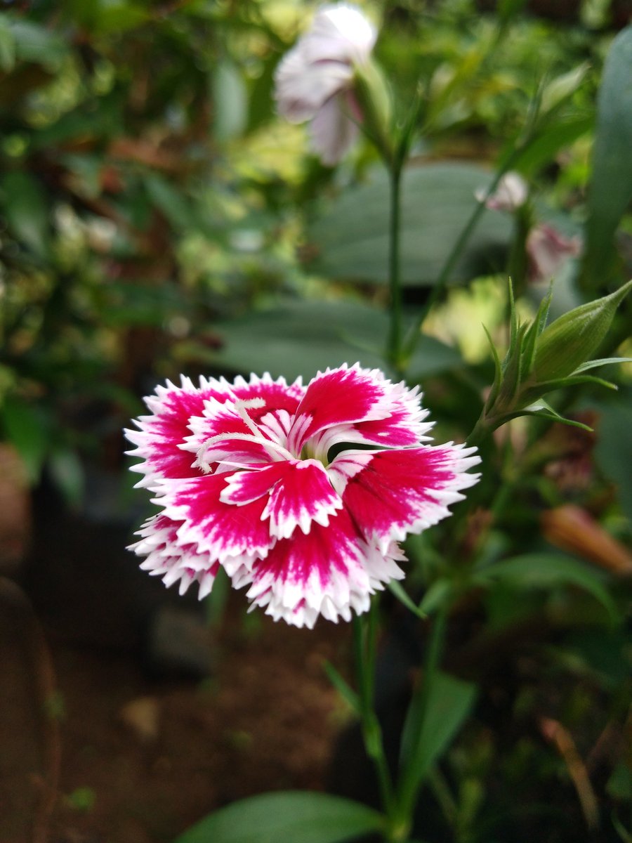 "A flower cannot blossom without sunshine, and man cannot live without love."
💕🌷Happy Day🌷💕
Sharing happy life... 
@DoalnaraOasisFarm
you.tube/dr_TO-K8T8c...