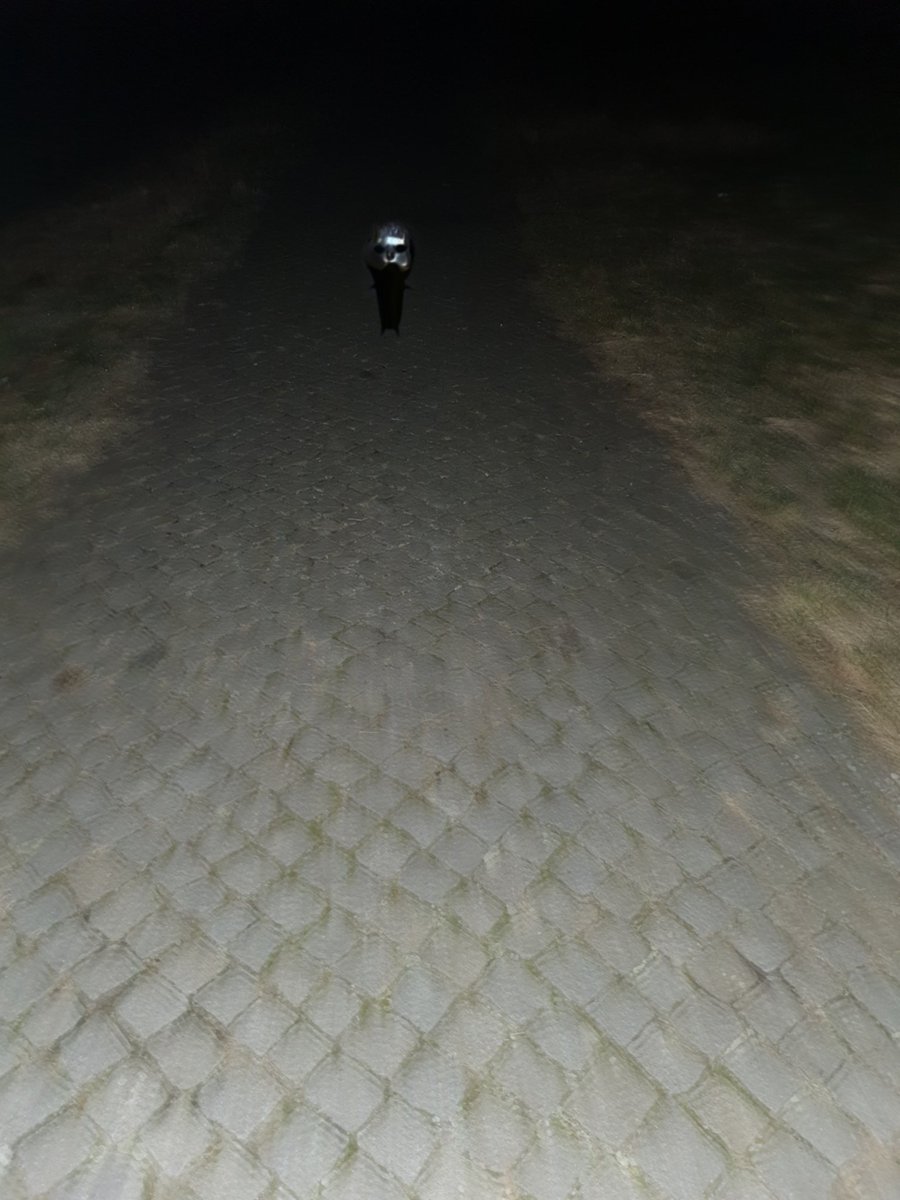 I encountered Wiwi on my evening walk.