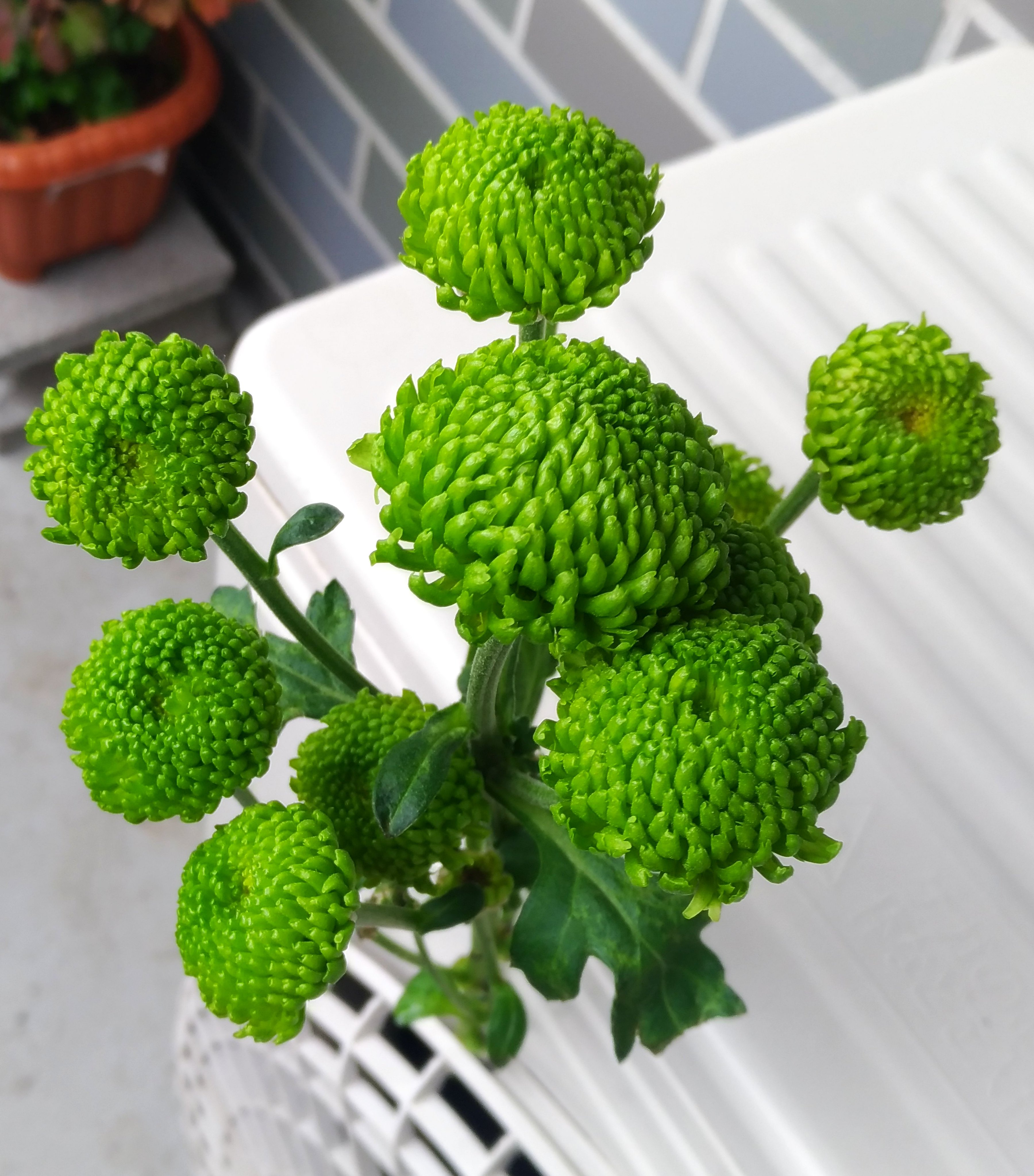 グリーンの花 Twitter Search Twitter