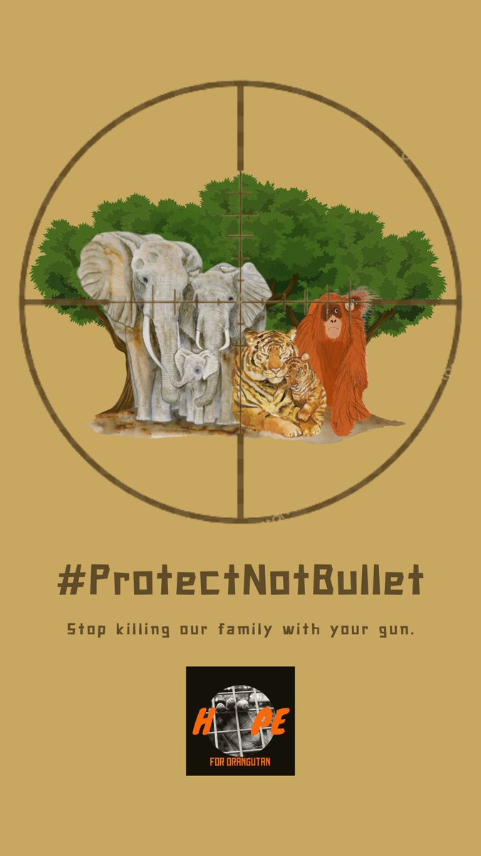 HopeOrangutan's tweet photo. Tahun berganti tahun namun satwa liar tetap tidak mendapatkan keamanan hidup di habitatnya sendiri. #TerorSenapanAngin mengancam kehidupan mereka. 

They can't protect themselves. Together, We can 💪🏼

#ProtectNotBullet https://t.co/U77Ru0Ipe1