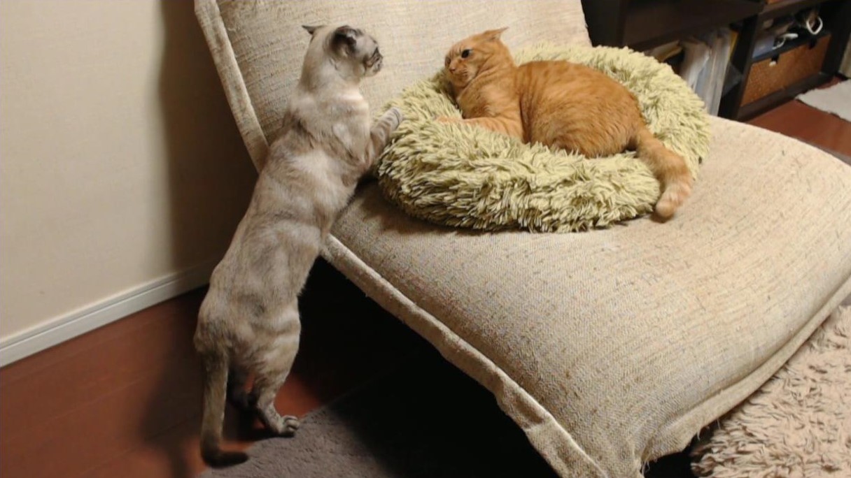 パペットマペット どっちもイカ耳 猫 子猫 T Co Aenpkqpq6v Twitter