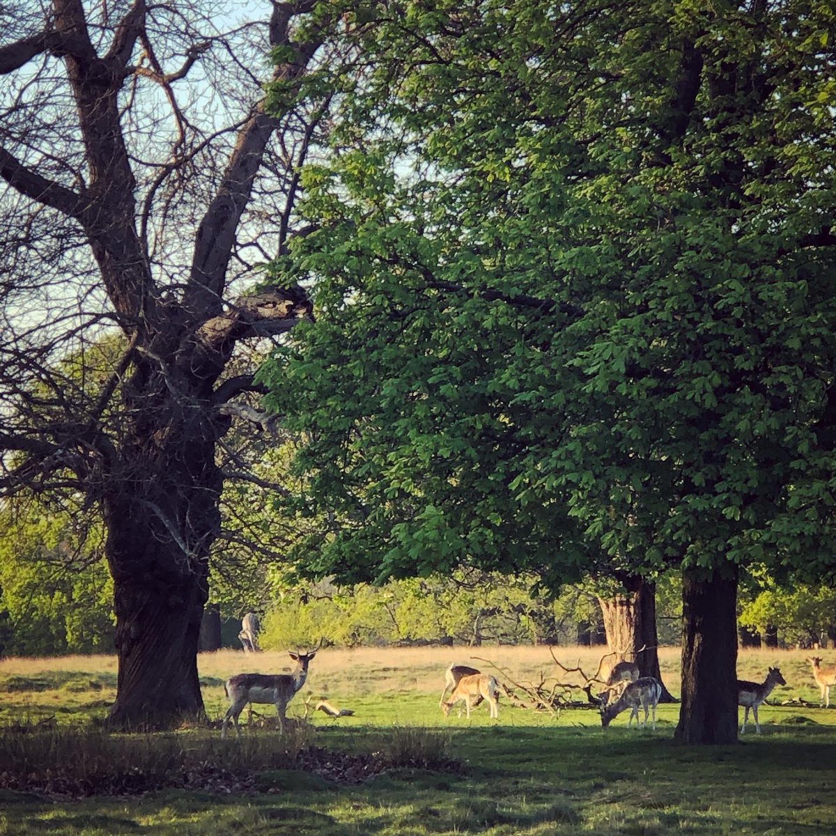 BRANDEER LONDON tweet media