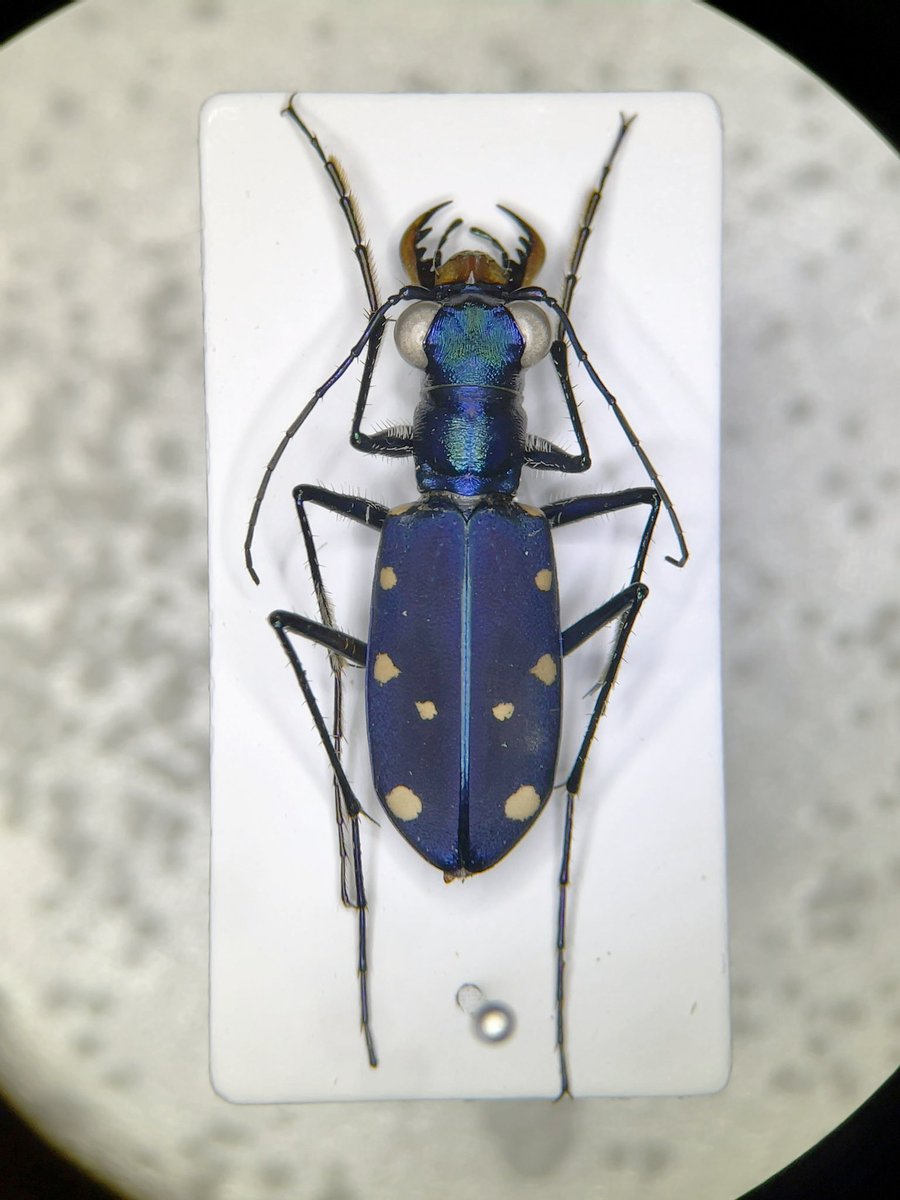 アマミハンミョウ 奄美大島産と徳之島産