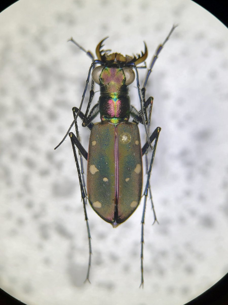 アマミハンミョウ 奄美大島産と徳之島産