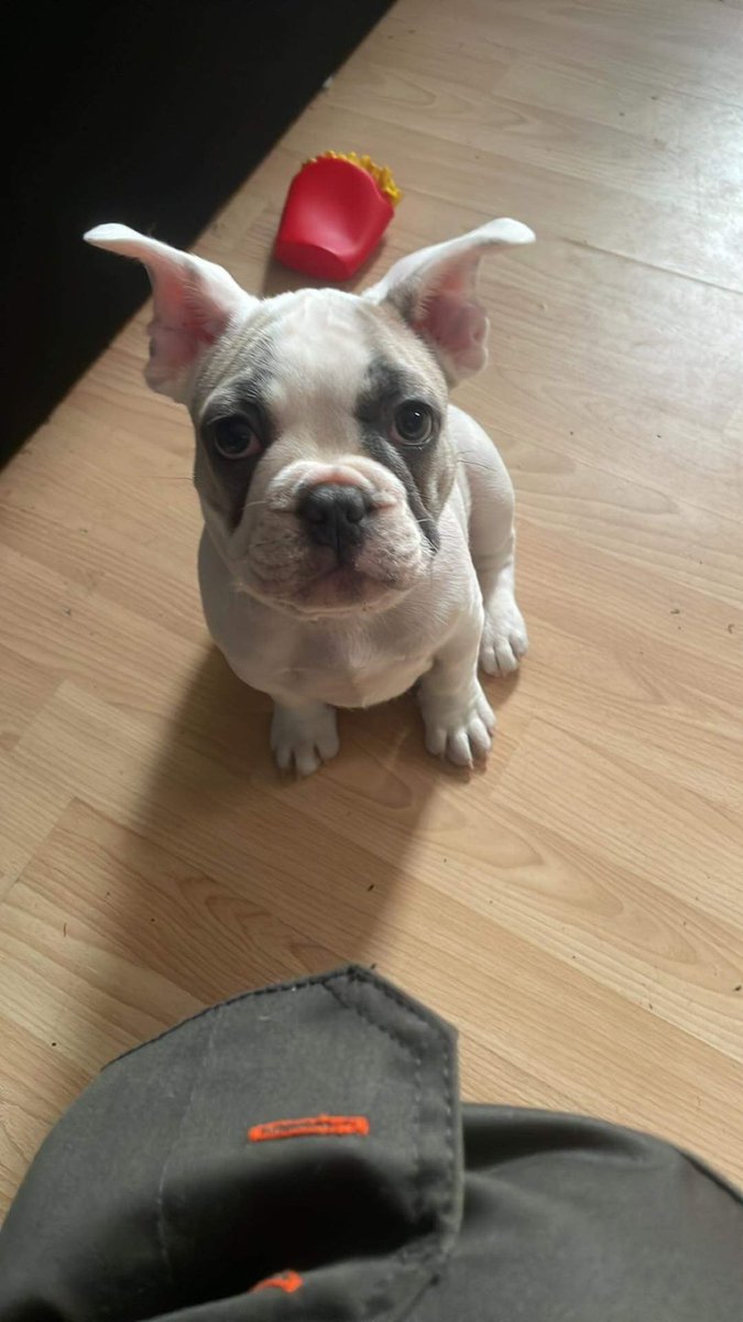 YuptyFN's tweet image. Mylo 💙🐾