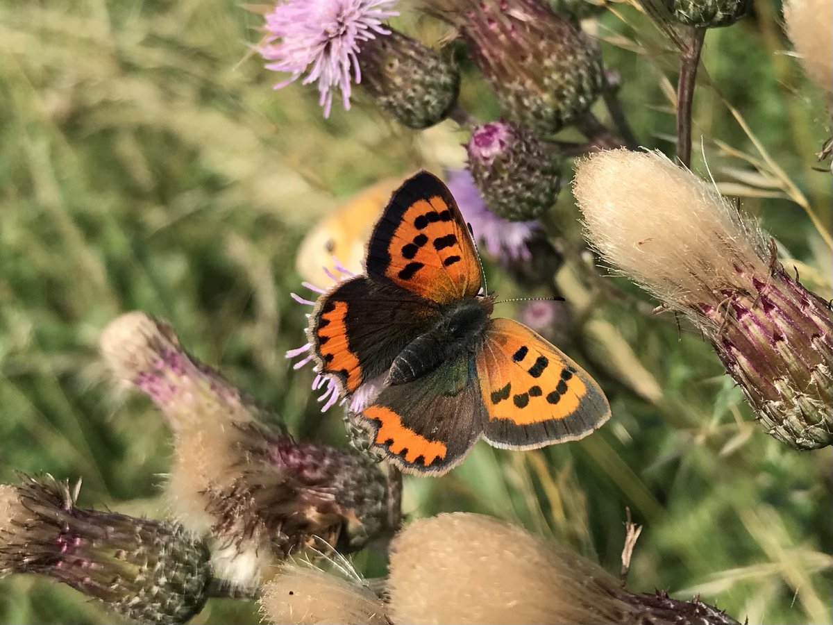 Bibbey’s Wild Farms tweet media