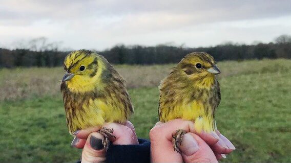 Bibbey’s Wild Farms tweet media