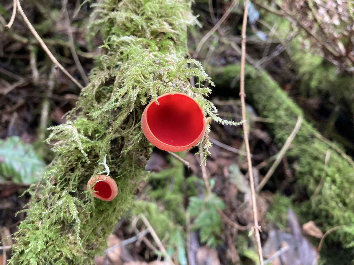 Exmoor NPCs tweet media