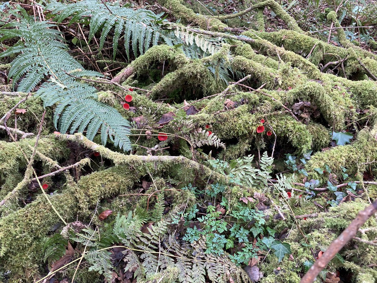 Exmoor NPCs tweet media