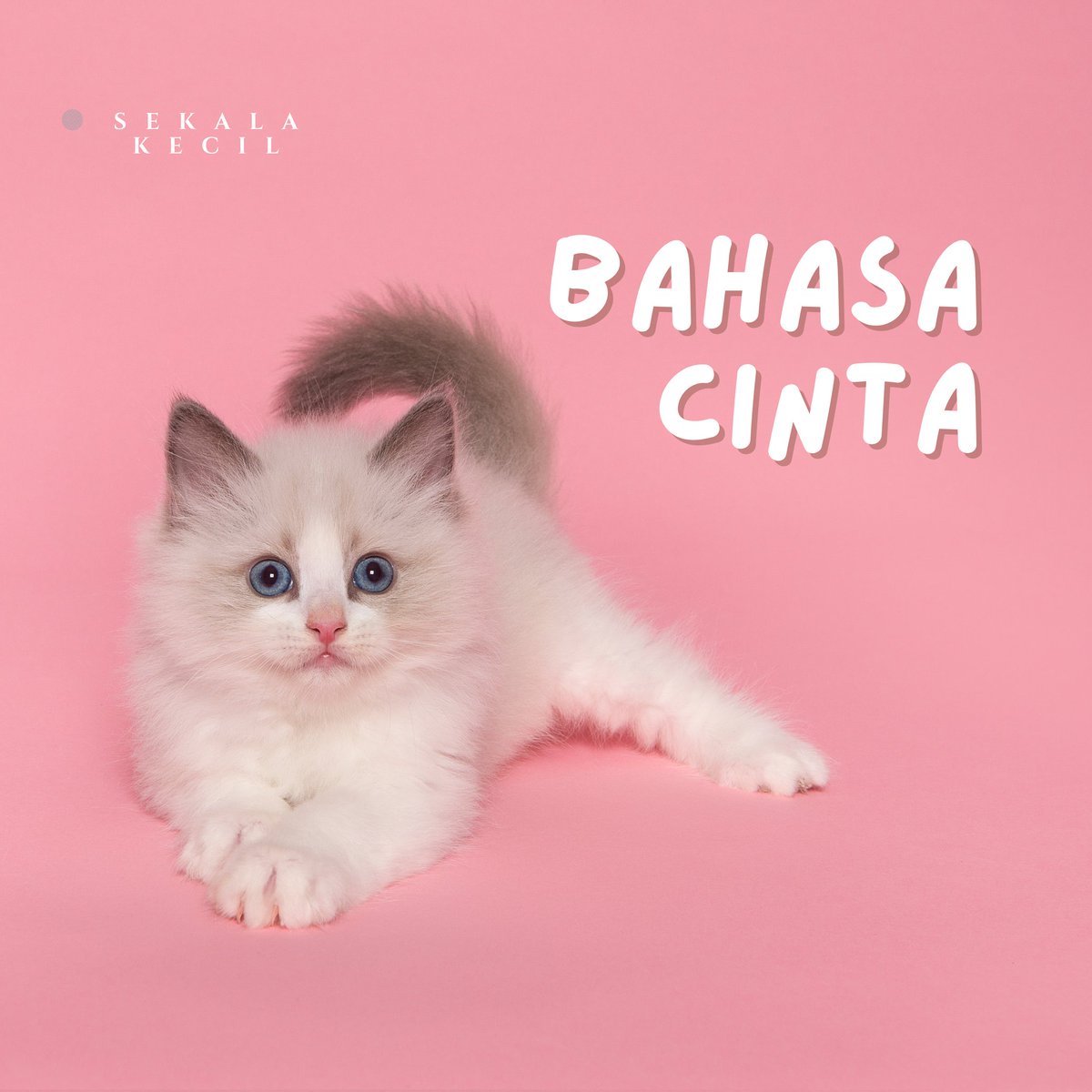 Sekala Kecil tweet media