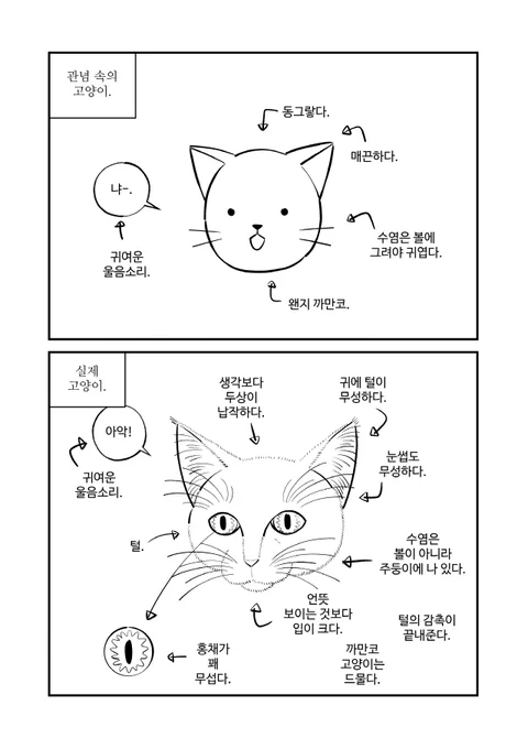 고양이. 