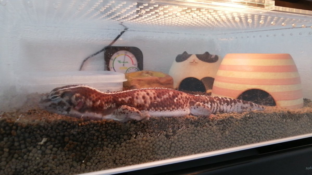 Dynastes_Farm's tweet photo. 野生を忘れきったニシアフの図 https://t.co/T15eJhtp0c