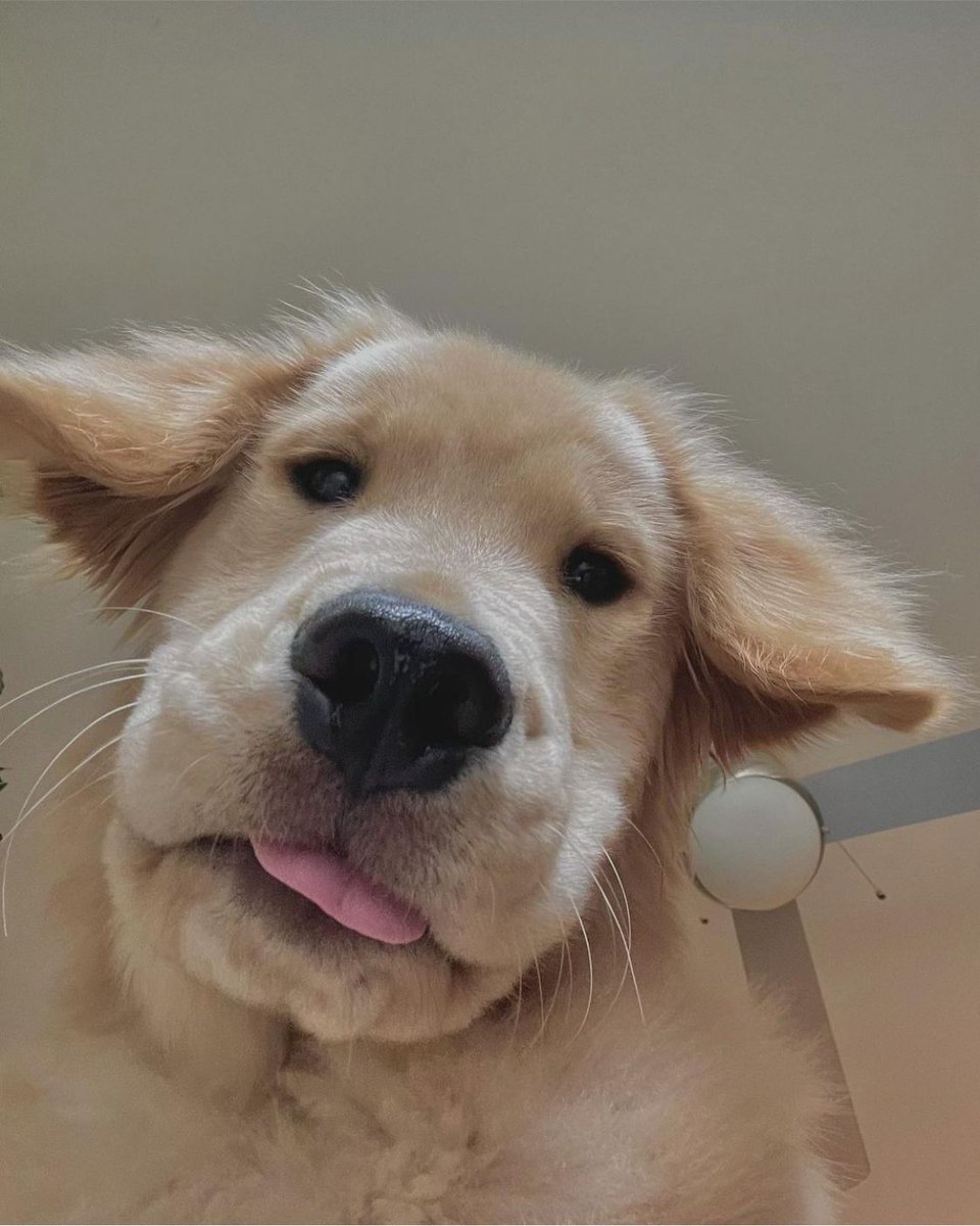 WholesomeMemes (@wholesomememe) on Twitter photo 