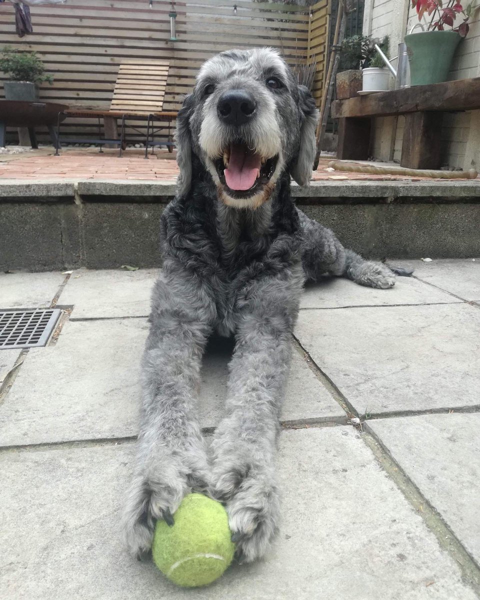 Please say hello to Wilson, he is 10 today. Here he is, then and now. Happy birthday Wilson.