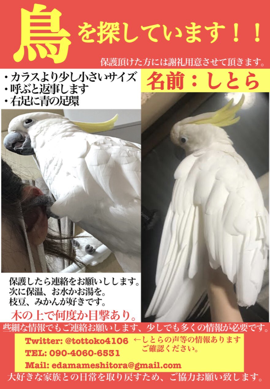 キバタン Twitter Search Twitter