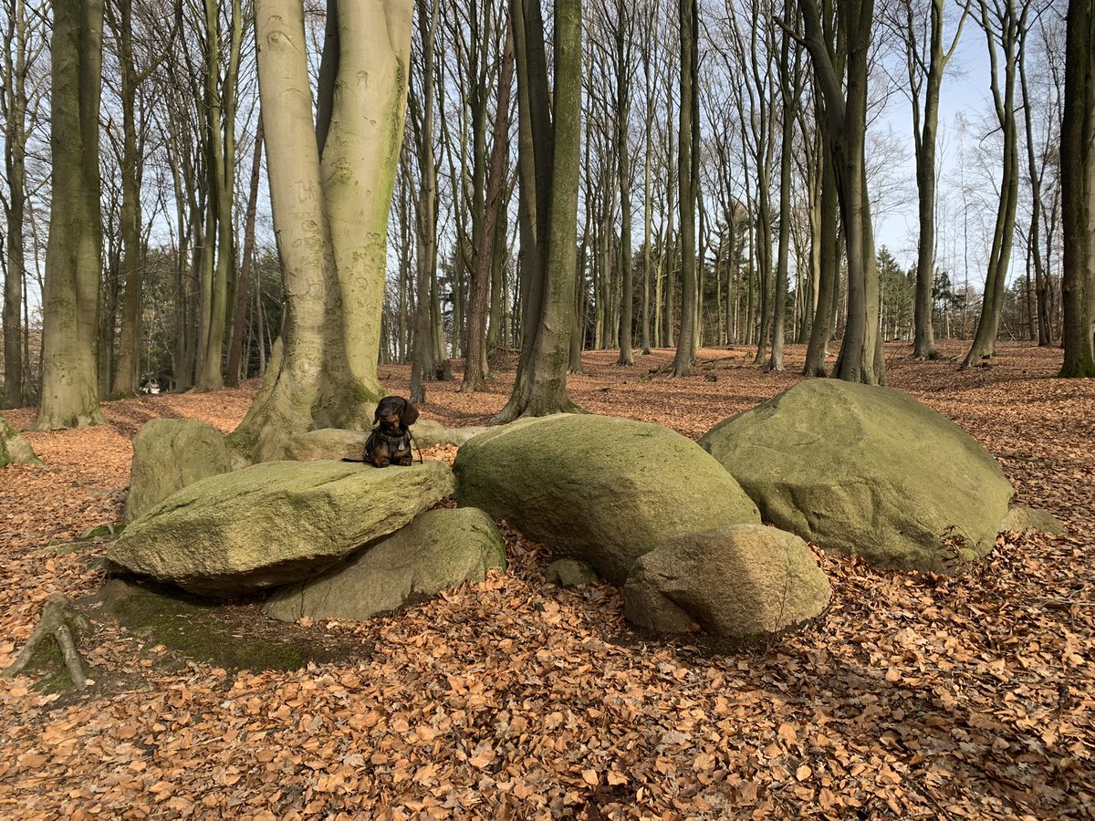 DackelEiko's tweet photo. Haben heute mal die Hünengräber rund um Venne angeguckt. Und viel Wald natürlich …
#Süntelstein #TeufelsBacktrog #TeufelsBackofen #Venne https://t.co/TyVipBWTFc