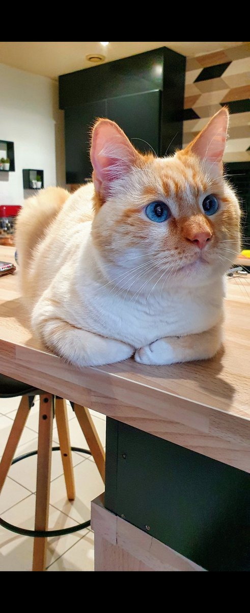 DelbrouqueS's tweet photo. @courbet_julien Moi aussi j'ai été adopté via une association, j'avais 2 ans... voilà bientôt 3 ans que je dompte mon humaine 🤣. Bon dimanche à vous. Signé Benji 😊 https://t.co/WpPa31LhFB
