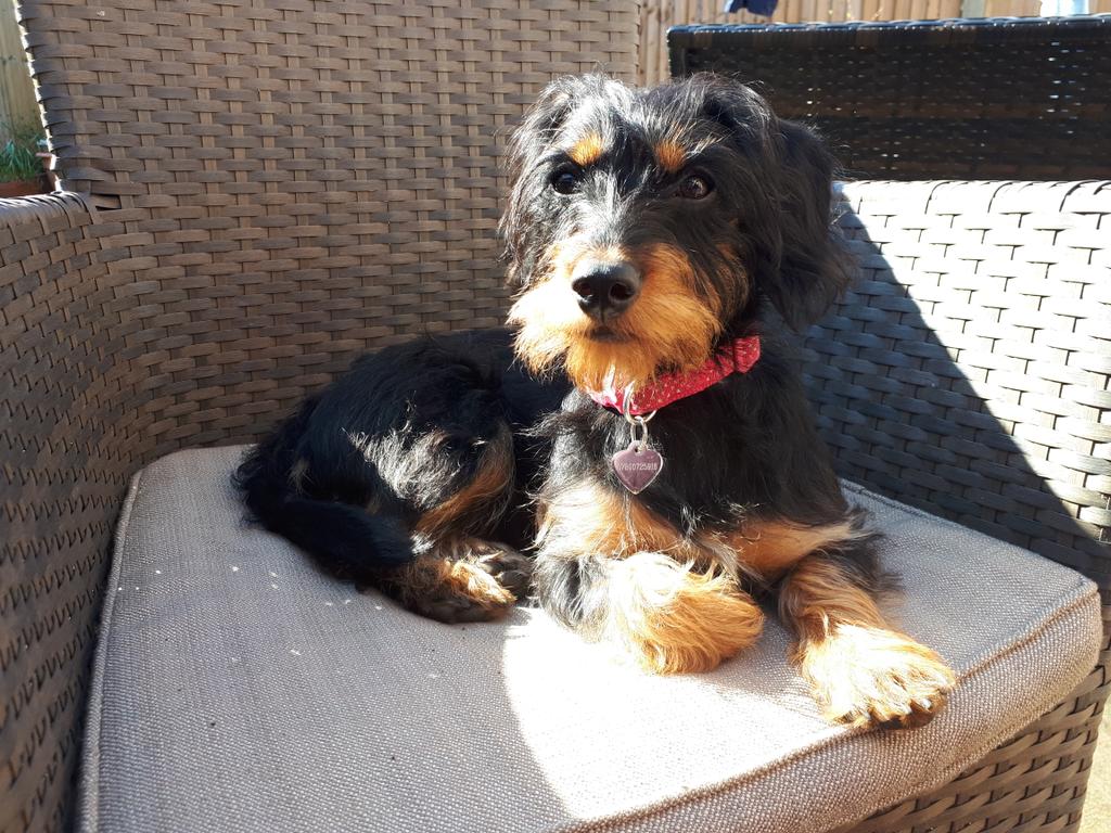 LivRVN's tweet photo. @OncologyRVN Companion, and generally a reason to smile everyday.  She came to us when we didn't even realise we needed her ❤️ https://t.co/LORtVcLEIh