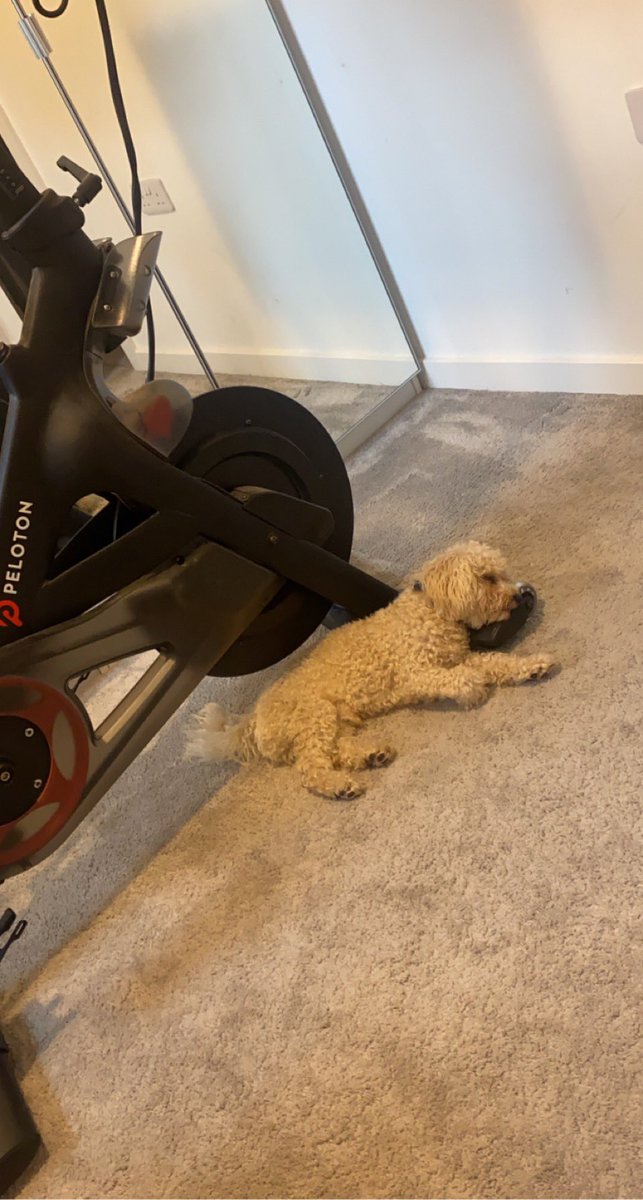 Tough work out today? <a href="/onepeloton/">Peloton</a> 🐕