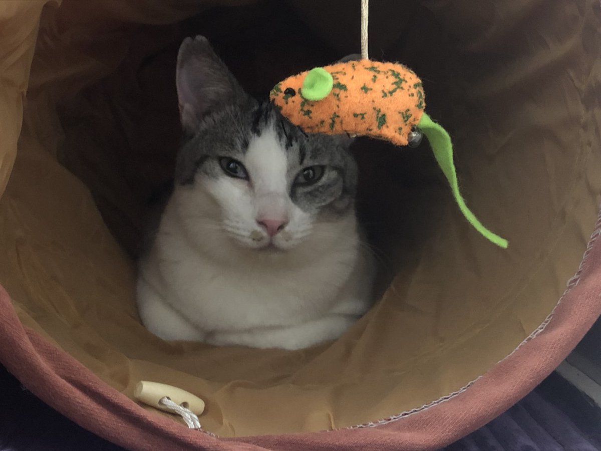 CHERRY864's tweet photo. #おーあみ避難所
#多頭飼い飼育崩壊 #保護猫
#猫がいる暮らし #猫がいる幸せ #サバ白
トライアル2日目のしぃちゃん😺
コタツから出てきて今は猫トンネルでまったり中
さっきは初めてキャットタワーにも上ったよ✨ https://t.co/775e3tN9Hu