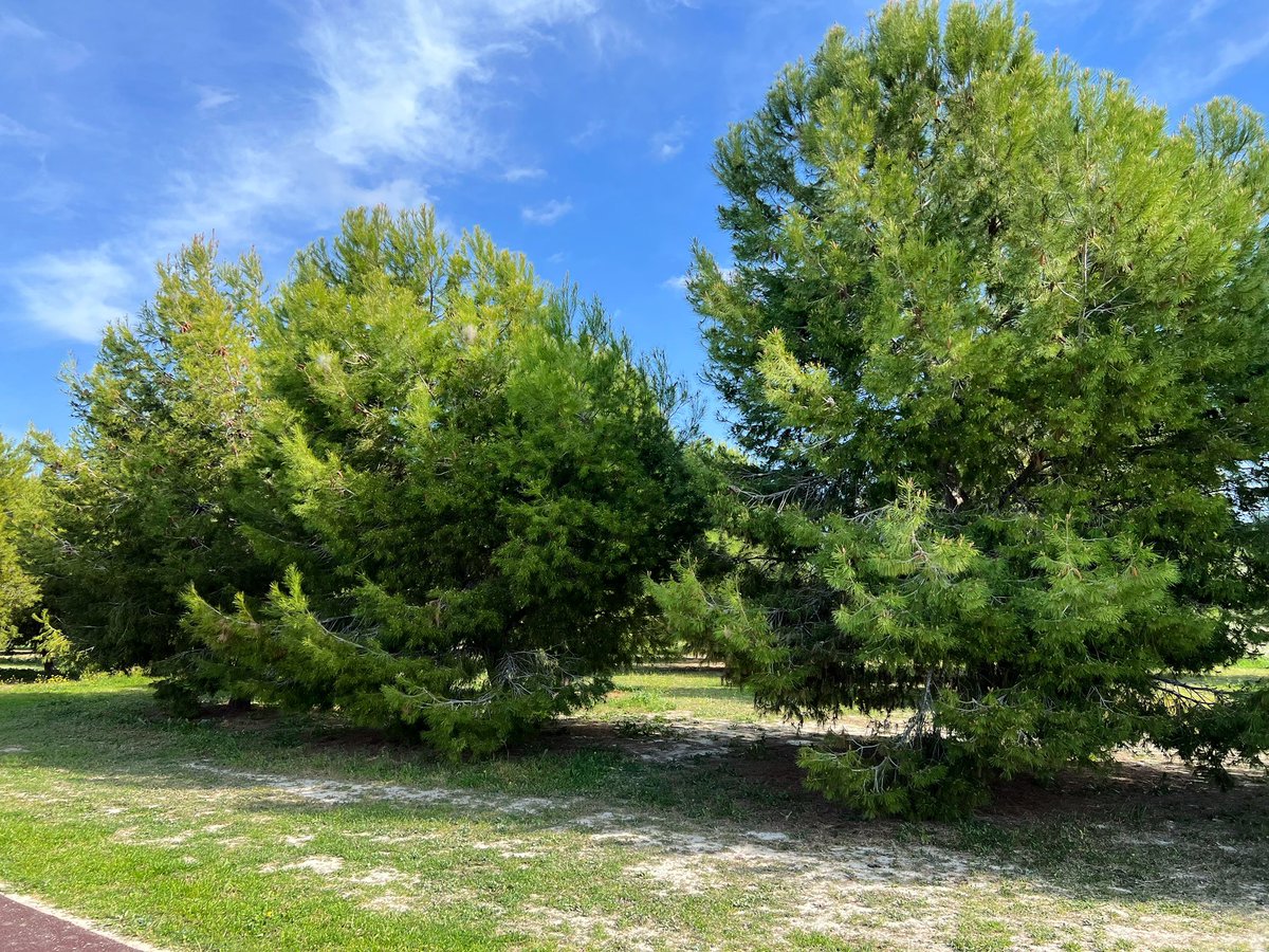 ionztomo16's tweet photo. #arboles #trees #thinkingreen #fotos https://t.co/uZJ0ApTihy