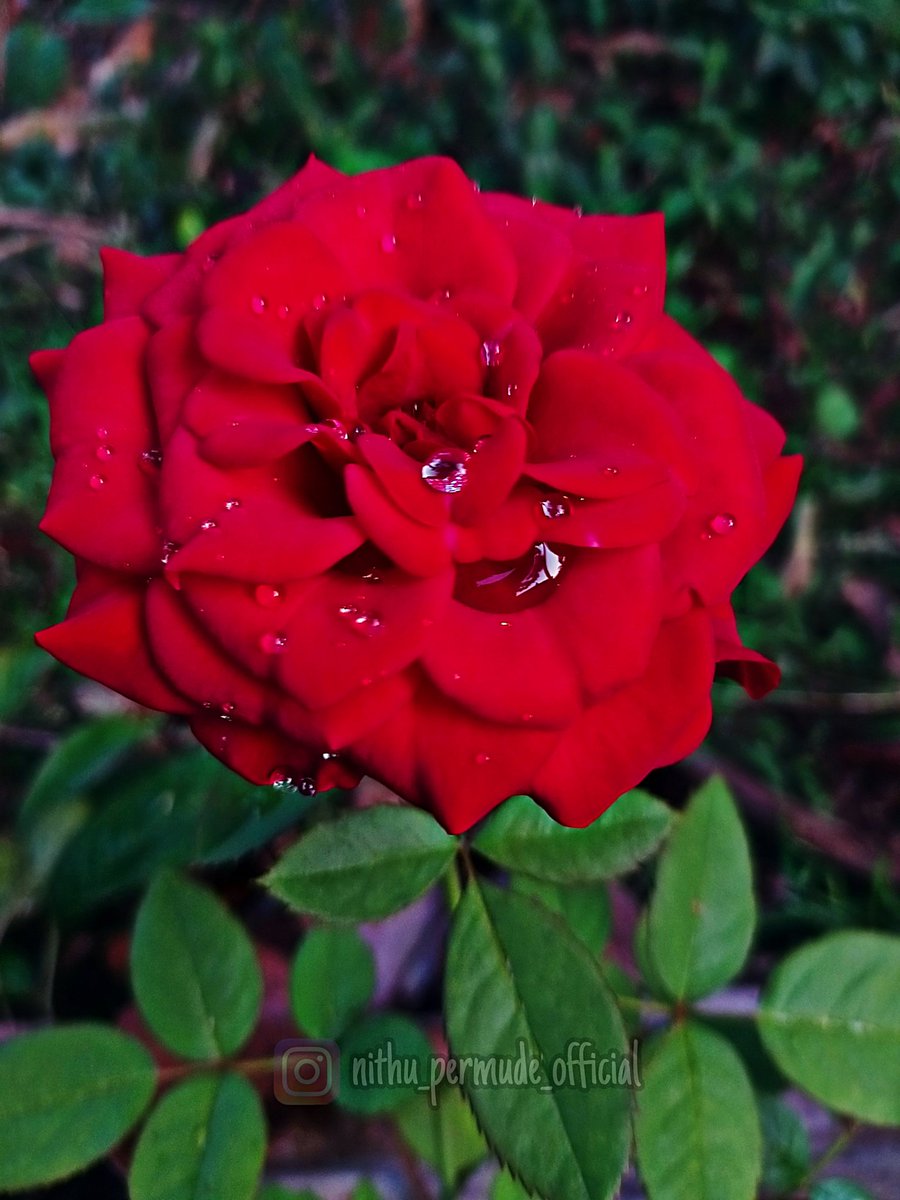 #redrose #roseday  #macrophotography #flowerbeauty #naturephotography #mobilephotography #nithupermudephotography