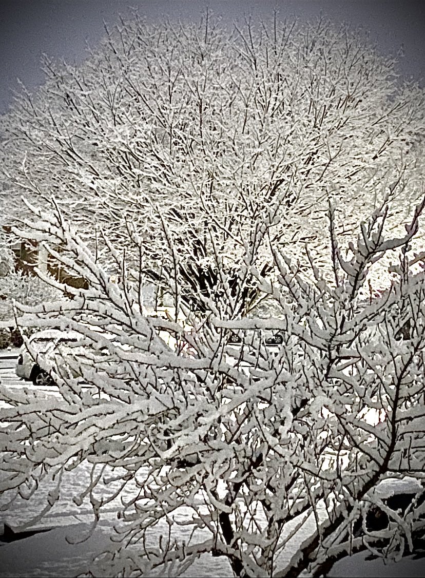 MontcoCourtNews's tweet photo. Snowy Sunday Morning #Pennsylvania #firstlight #snowscenes #snowshadows #cottontrees
Feb. 13, 2022 https://t.co/xrc5som3ff
