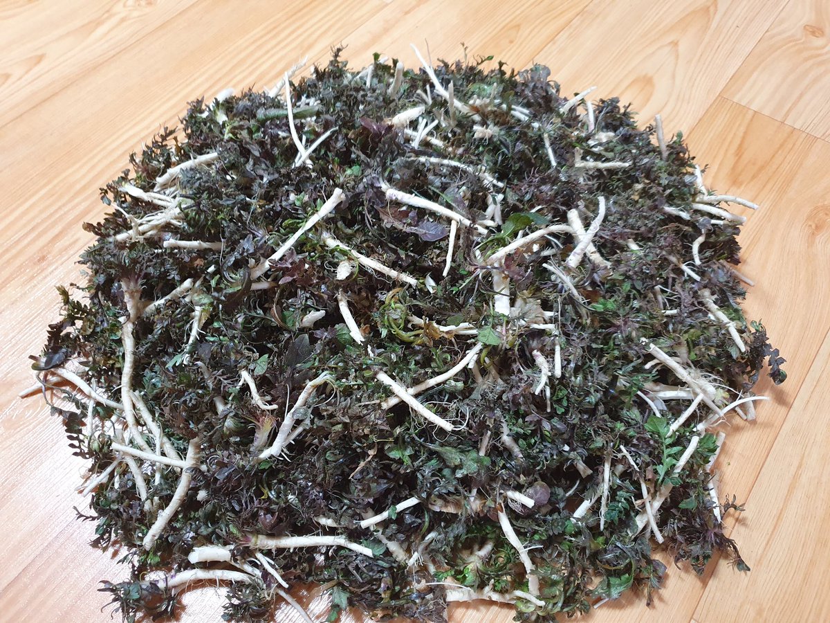 날씨가 따스해져서
냉이를 캤어요
싱그러운 봄냄새가
물씬 풍기네요~~~
#돌나라
#유기농