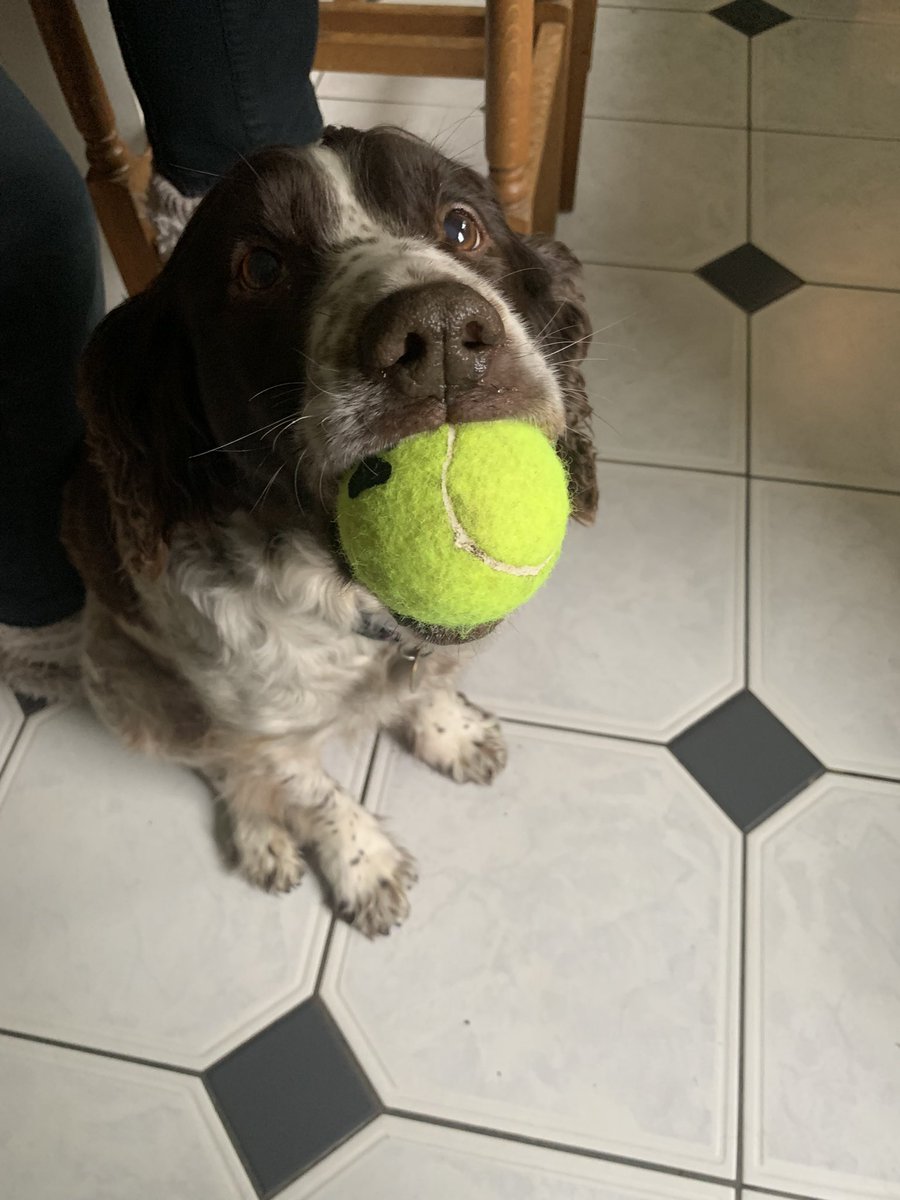 billbraviner's tweet image. #RubyDog says you need the best ball ever like wot I’ve got 😎🐶🎾