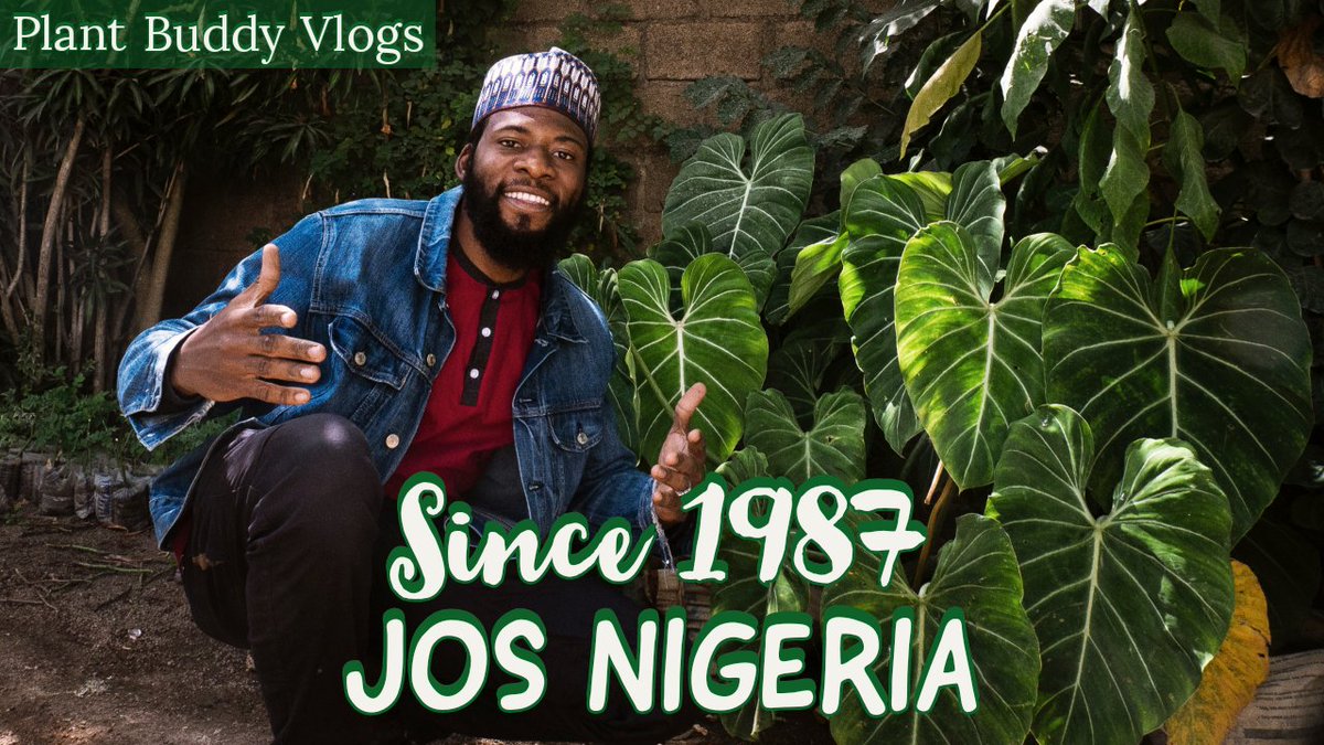 KhalidLately's tweet photo. hello my friends, new episode of Plant Buddy Vlogs is live 🌿

i visited the oldest plant garden in jos nigeria and here's what i found:

https://t.co/pngjAD37jb

kindly rt🙏 https://t.co/NOdAhM2hv3