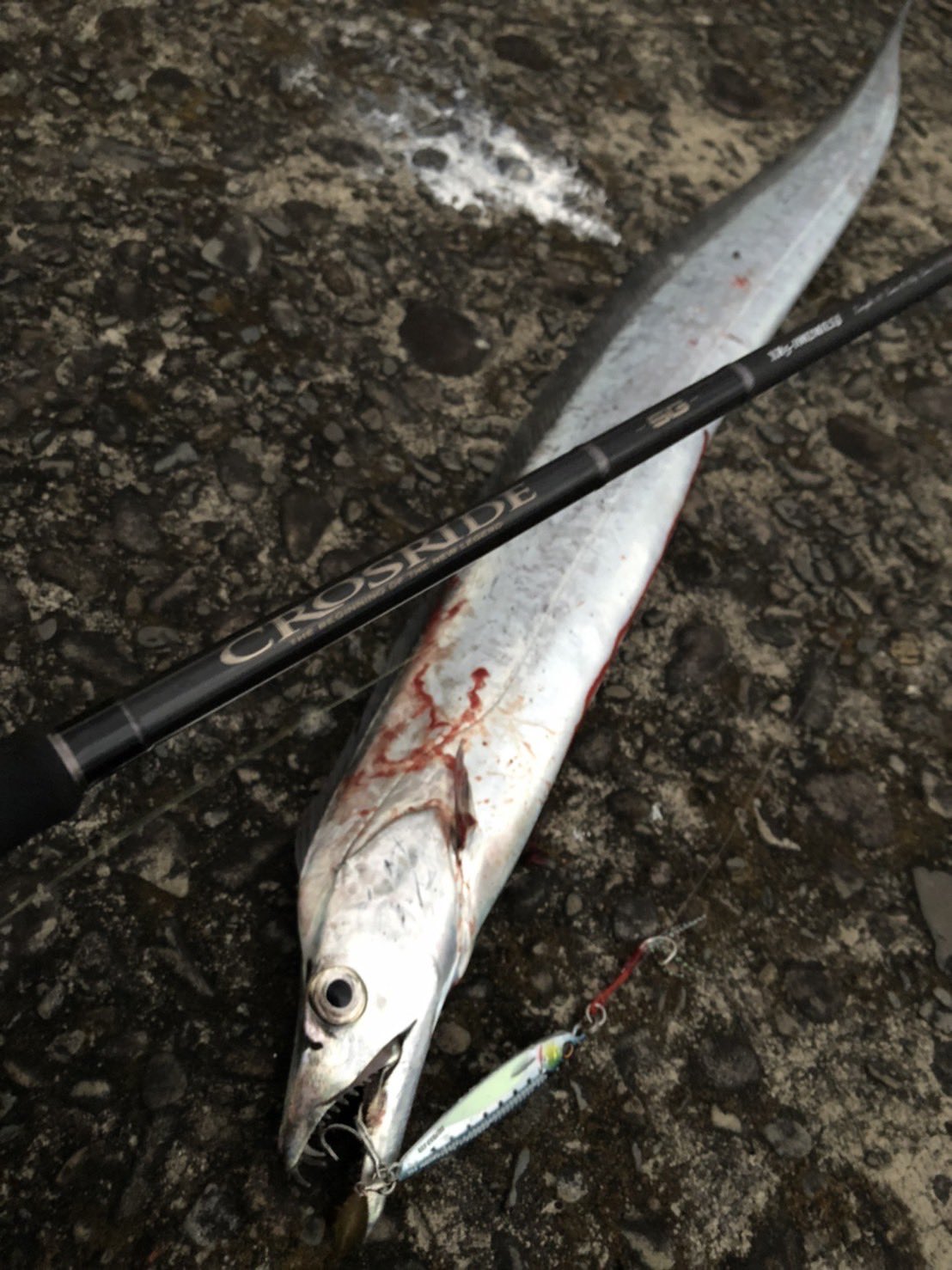 メジャークラフト株式会社 ライトショアジギング ダメージ鱗 宮崎フィールドスタッフ 郡山さん Spook Fish5 からの報告です 今朝も ジグパラ の新色 ダメージ鱗シリーズで 太刀魚 カマス をキャッチ リアフックに 簡単ブレード チューン